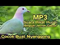 Download Lagu Suara Burung Punai Paling jernih dan Ampuh buat Pikat