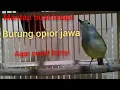 Download Lagu malem pun tetap gacor si burung opior jawa atau cak gentong