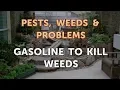 Gasoline to Kill Weeds