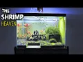 Het garnalenparadijs: garnalenaquariumopstelling voor Caridina Aquascape-tutorial
