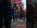 Kuda Renggong Sumedang ‼️ Kuda NAGA SAKTI Live Cinungku Tanjungmulya #KR_Cinungku