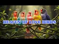 Download Lagu SUARA KICAU burung love bird, murai batu, sogon, oriole, parkit dan semua burung berukuran sedang