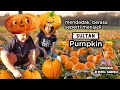Download Lagu Mendadak berasa menjadi SULTAN PUMPKIN, panen melimpah hanya dari kebun kecil kita di Amerika utara MP3