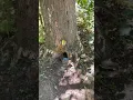 Fairy house