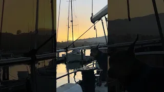 .. #Fyp #dream #sailing #doberman #pets