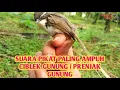 Download Lagu 🔴Suara pikat prenjak gunung / ciblek gunung dijamin ampuh