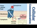 What AP Bio students MUST KNOW about Cell Communication