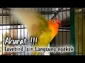 Lagu SUARA BURUNG LOVEBIRD MEMANCING BURUNG LAIN GACOR
