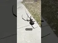 The 3 MOST DANGEROUS Spiders