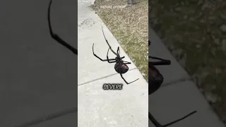 The 3 MOST DANGEROUS Spiders