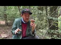 Foraging for Spring Kings Boletus rex-veris in the Sierra Foothills