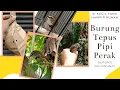 Download Lagu Mengenal Lebih Dekat Burung Tepus Pipi Perak yang Dilindungi