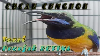 cucak cungkok verzi prenjak betina gacor