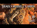 Download Lagu Deadly venomous Russell's viper, the most dangerous snake in the world, snakebite in India
