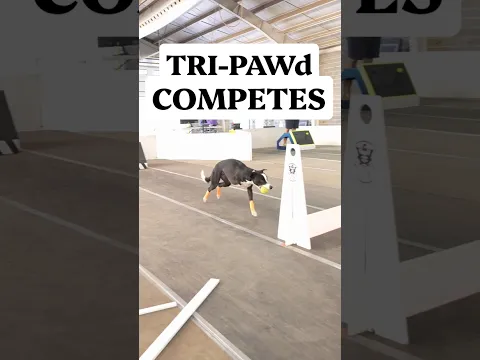 Tri-PAWd