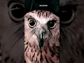 Download Lagu Suara burung hantu Serem banget #burung
