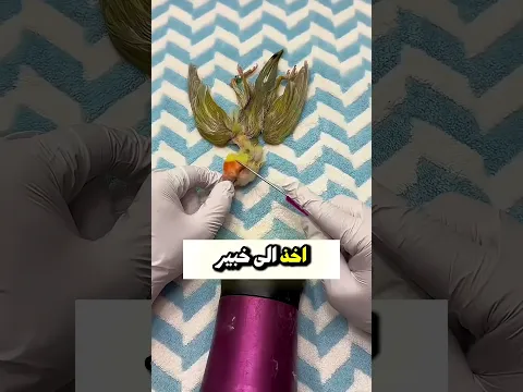 لم يستطع أن يقول وداعًا