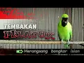 Download Lagu TEMBAKAN PELATUK || MASTERAN CUCAK IJO GACOR ISIAN PELATUK SAMPIT