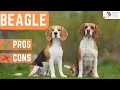 Beagle Pros and Cons Every Potential Owner Should Know