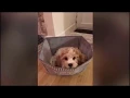Funny and Cute Cavapoo Puppy Compilation