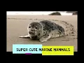 Seals and Sea Otters - Super Cute Marine Mammals