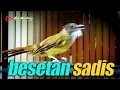 Download Lagu CUCAK JENGGOT GACOR BESET RAPET PEDES GURIH