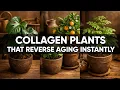 10 Powerful Plants That Boost Collagen and Combat Aging Naturally