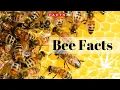 Download Lagu Bee Facts - All About Honeybees, Bumblebees and Queen Bees