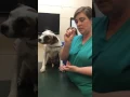 How to pill a dog