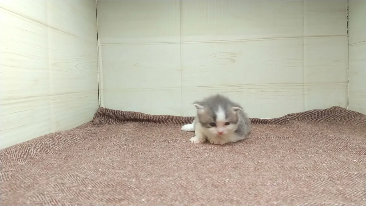 動画