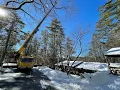 Chippers Tree Removal - Hanover NH