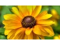Download Lagu Ahmed Saeed Al-Omrany | 103 | Surah Al-'Asr (The Declining Day) | أحمد سعيد العمراني