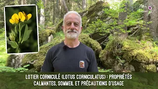 Lotier corniculé (Lotus corniculatus) : propriétés calmantes, sommeil et précautions d'usage