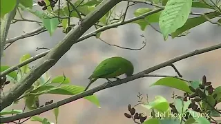 audio suara burung cucak cungkok variasi jantan dan betina merdu sekali