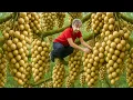 Download Lagu Harvest 1000+kg Of Huong Chi Longan To Sell At The Market, Lost In The Kingdom Of Durian