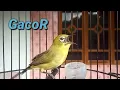 Download Lagu Pleci Gacor Ngotot Untuk Pancingan Pleci Males Bunyi
