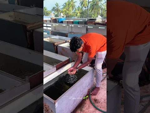 🐟 இவ்வளவு அழகான Guppy மீன்களை பார்த்திருக்கீங்களா? 😍#petshorts #petsvlog #guppy #guppyfish #yt