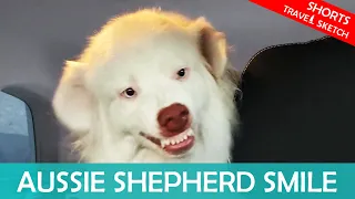 Cheekiest Australian Shepherd Smile After Sneaking Up on Owner