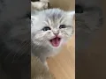 huwa huwa huwa😛#catlover #shorts #DuniaKucingku