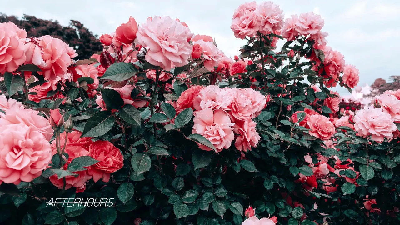 ali gatie ~ it's you { slowed + reverb }