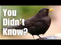 Download Lagu Most People Don't Know 8 Blackbird Facts