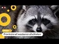 Download Lagu Veel mensen boos over afschieten van wasberen in Limburg