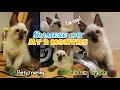 2 MONTH OLD SIAMESE KITTEN What to expect at this stage
