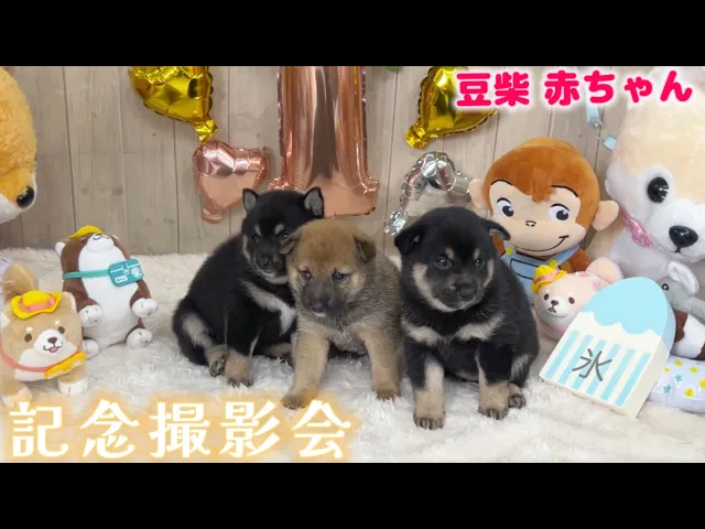 動画