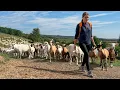 Shepherd Girl s Life Herding Sheep Embracing Nature - How Does She Live
