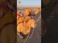 Camel Sounds ๐ซ