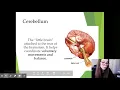 Unit 2 Modules 11-15 - Google Slides