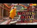 Download Lagu KEPODANG BETINA GACOR || KEPODANG BETINA ASAL SUMBAWA  AMPUH BUAT PANCINGAN BURUNG KEPODANG \