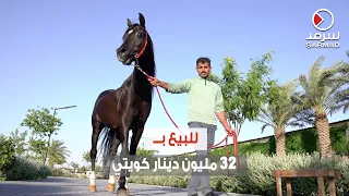 كويتي يمتلك حصانا نادرا ت قدر قيمته بـ 32 مليون دينار كويتي 