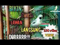 Lagu 🔴pancingan  burung sirtu bikin emosi lawan//cipou brondol